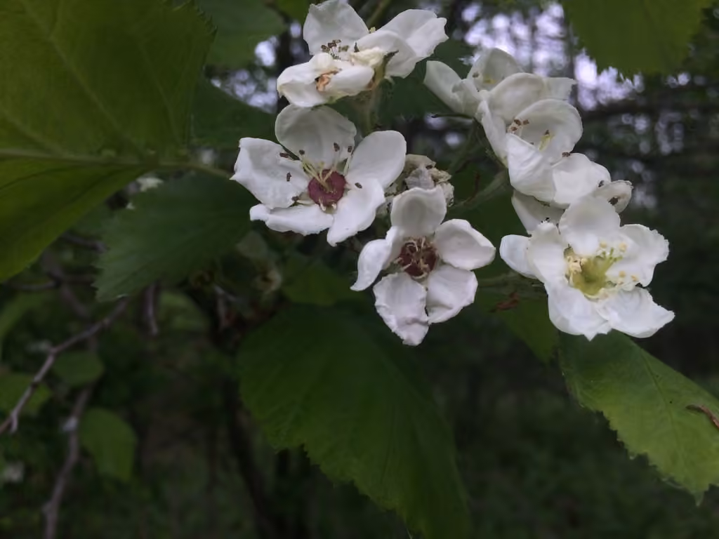 Aubépine subsoyeuse, photo 1 sur 5