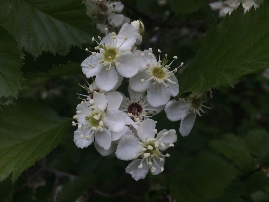Canadian hawthorn, photo 1 of 5