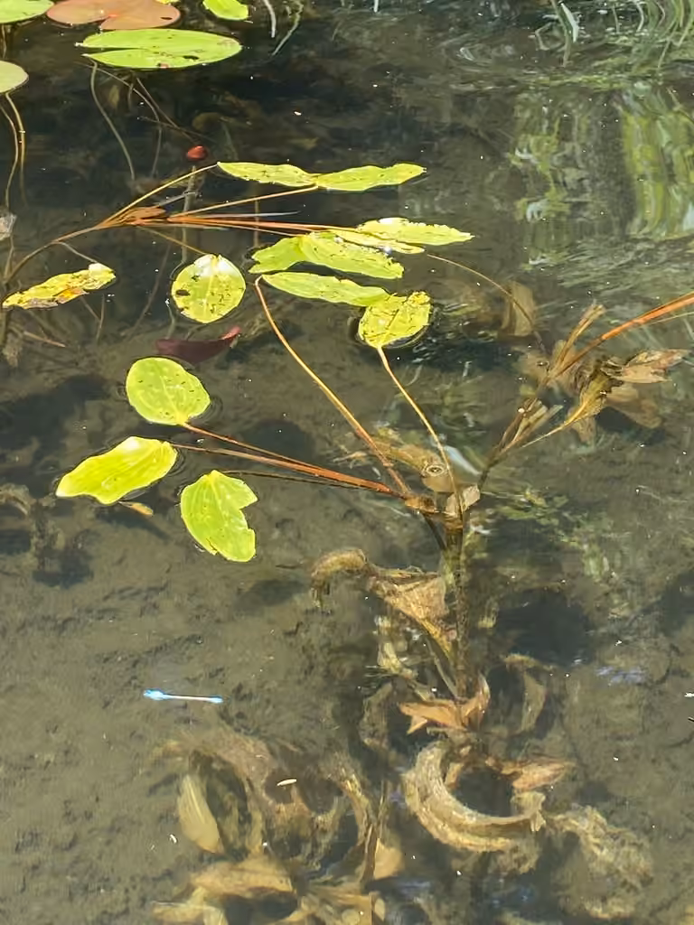 Large-leaf pondweed, photo 1 of 5