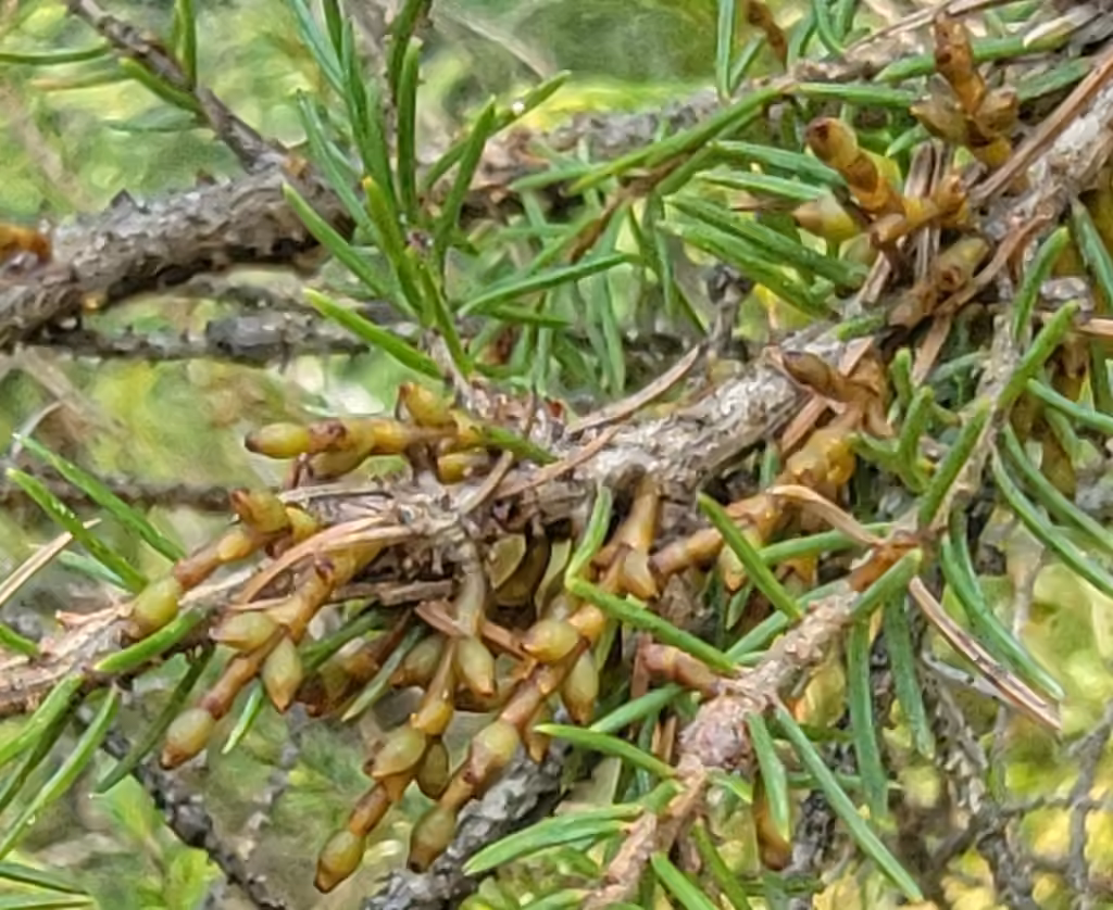 Eastern dwarf mistletoe, In fruit