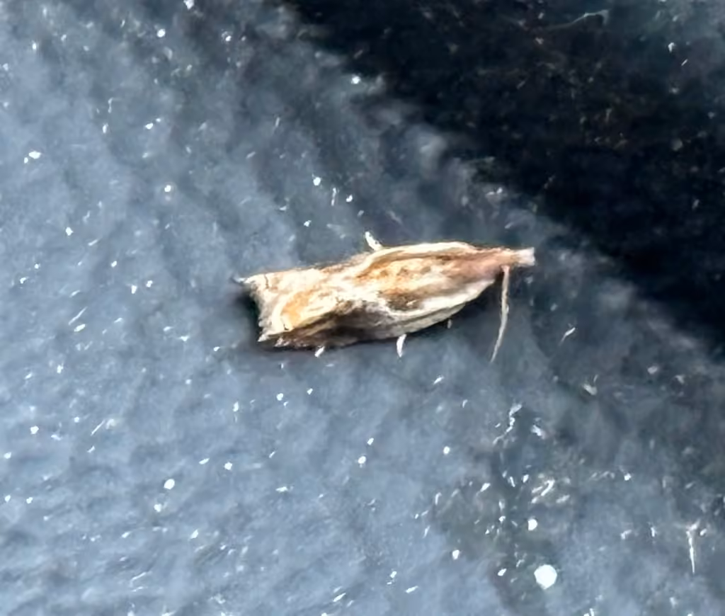 Ancylis brauni, photo 1 of 5