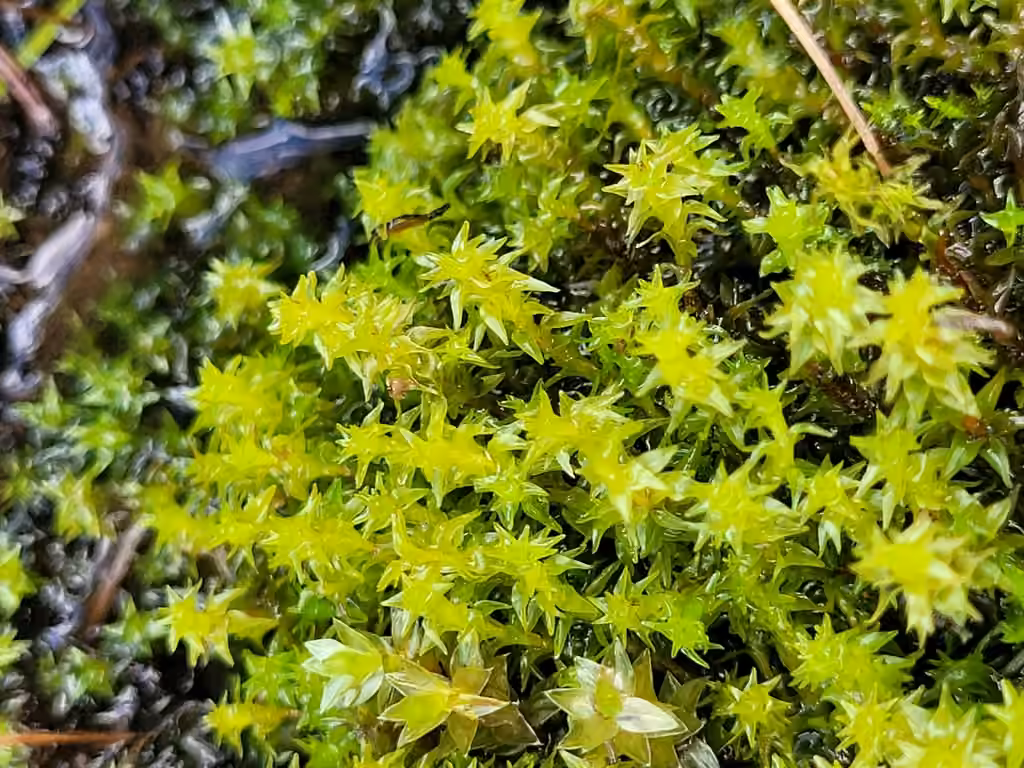 Marsh Forklet Moss, photo 3 of 5