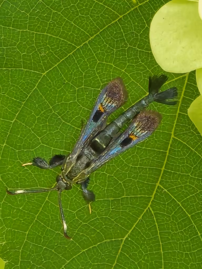 Virginia Creeper Clearwing, Mâle