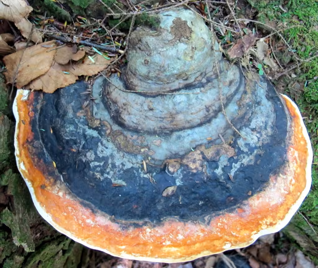 Polypore de Mounce, photo 3 sur 5