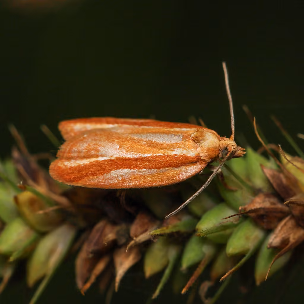 Eastern Black-headed Budworm Moth