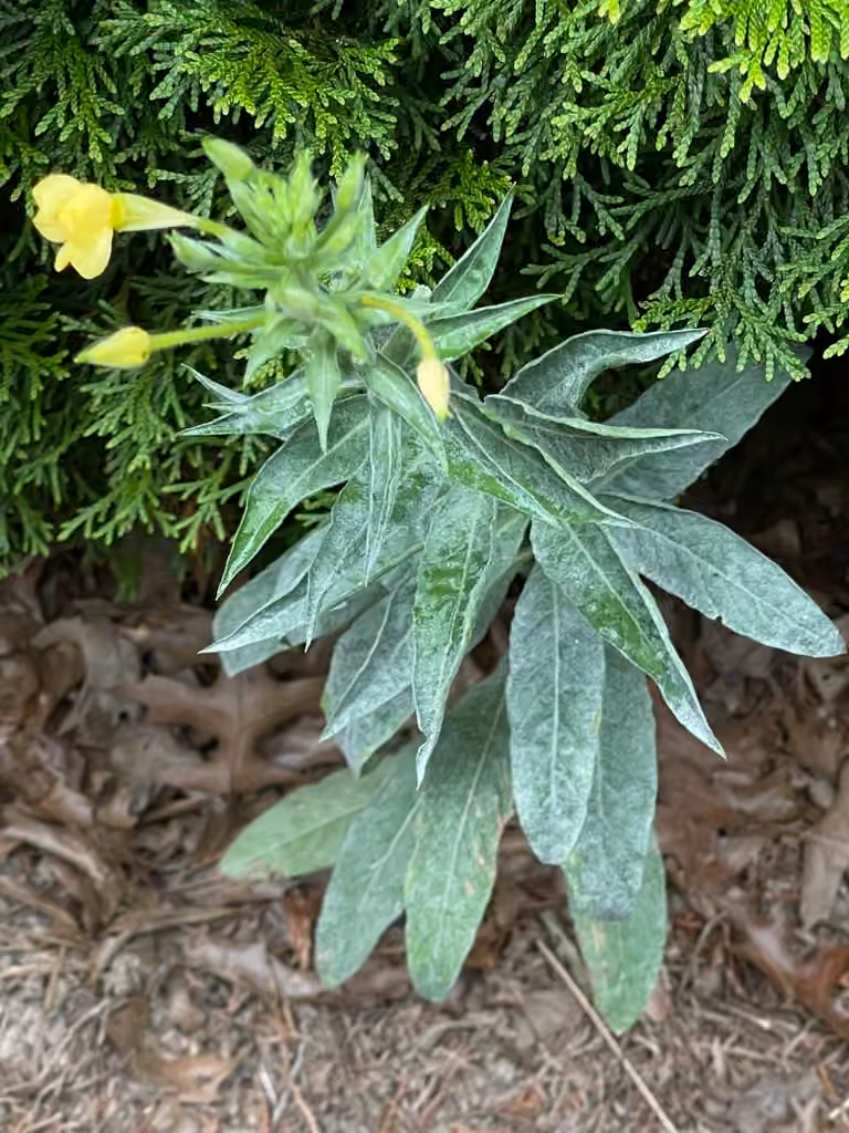 Evening-Primrose Powdery Mildew, photo 2 sur 5