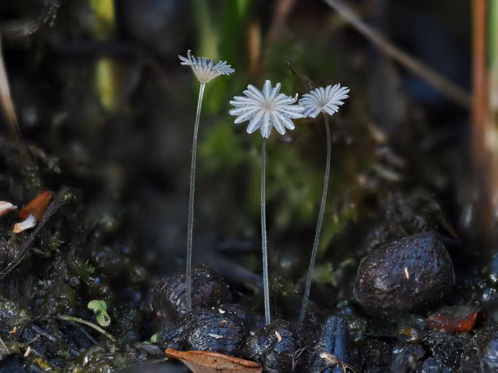 Coprinellus heptemerus, photo 1 sur 5