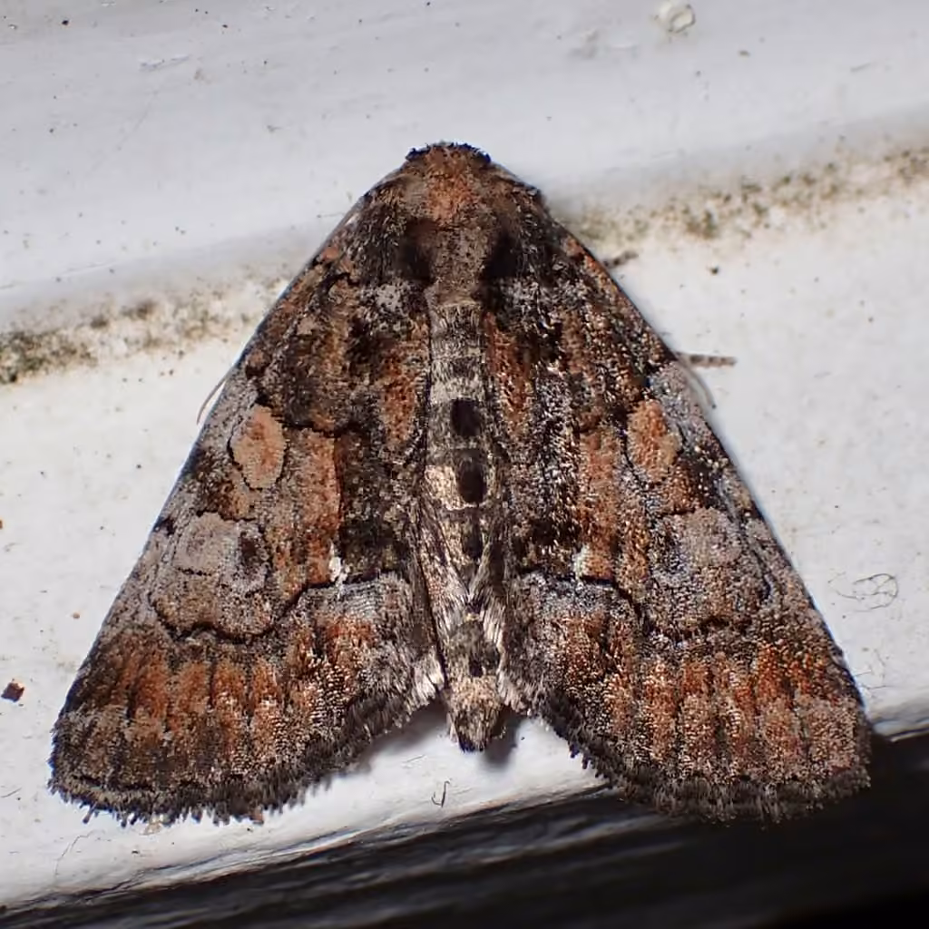 Barrens Chytonix, Adulte