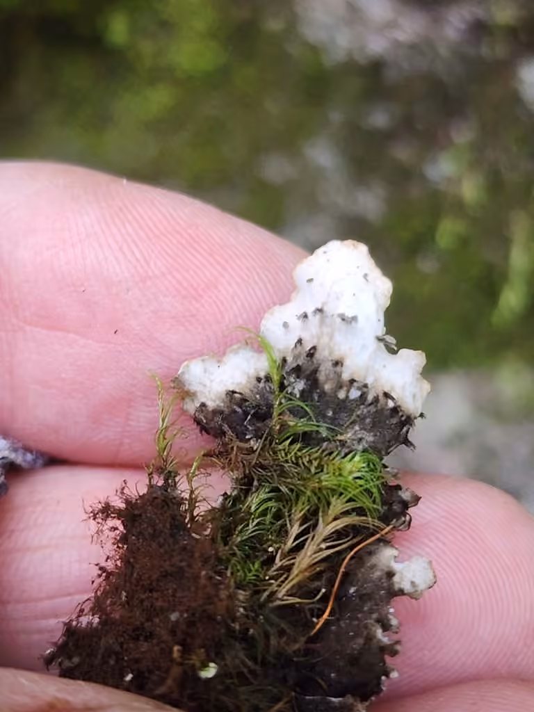 Concentric pelt lichen, photo 3 of 5