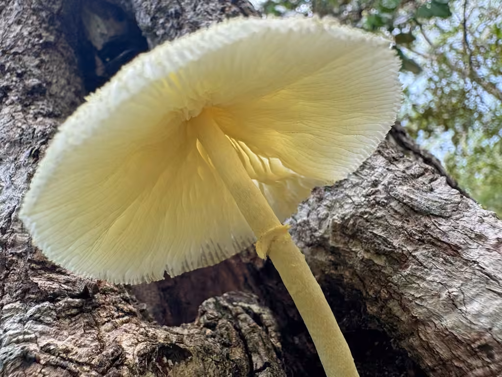 Lépiote jaune, photo 2 sur 5