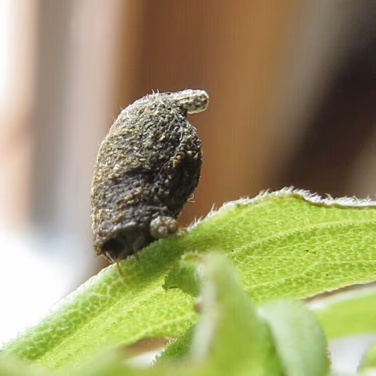 Cryptocéphale du Canada, Larve