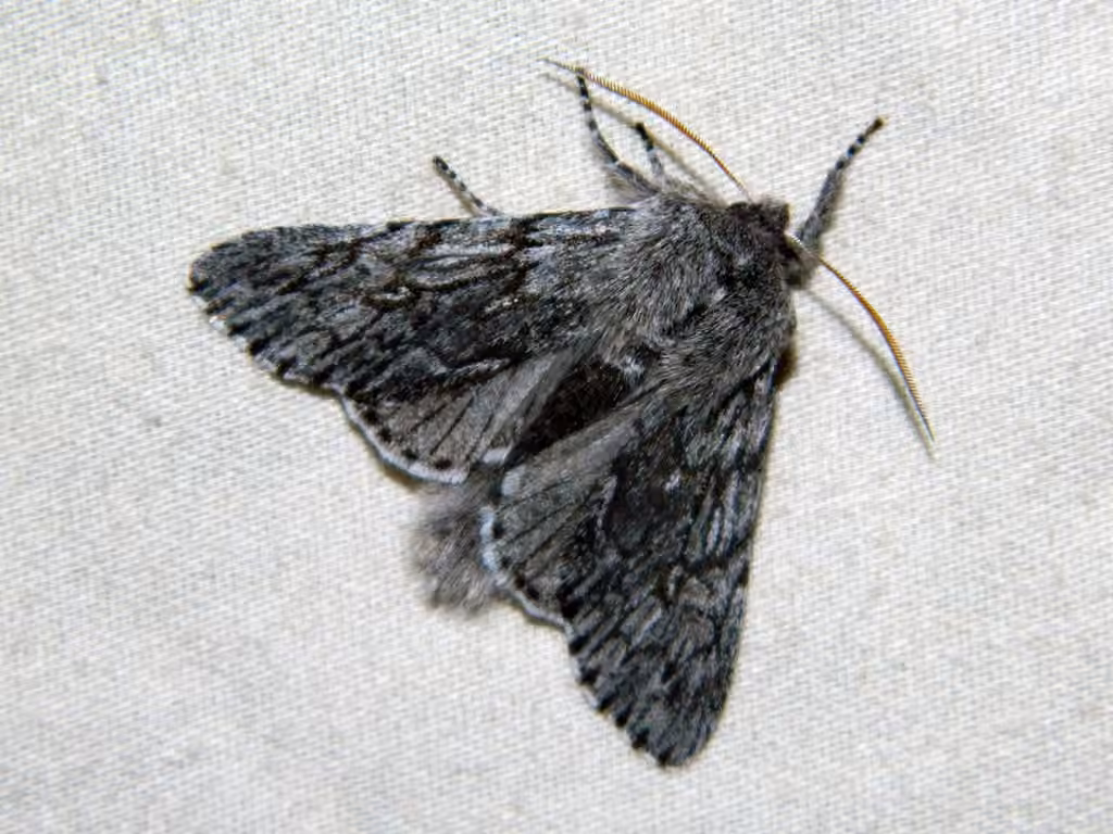 Boreal Fan Moth, Adult