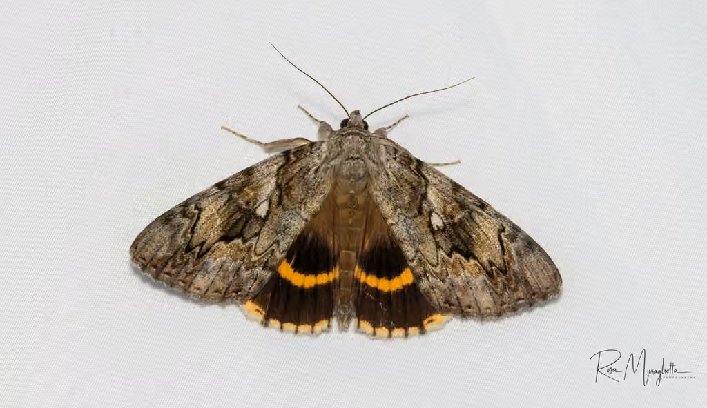Yellow-banded Underwing, photo 2 of 5
