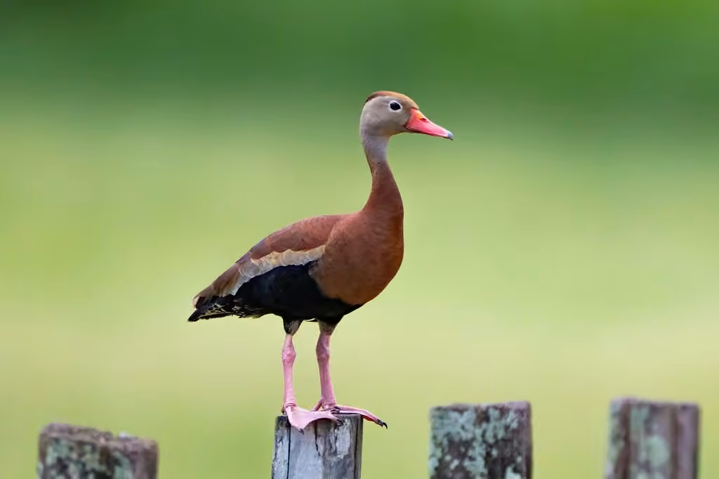 Black-bellied Whistling Duck, photo 1 of 5