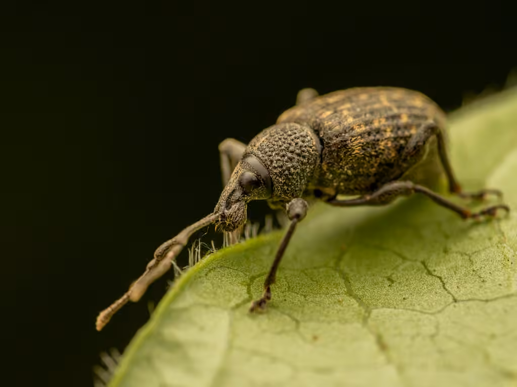 Black Vine Weevil, photo 3 of 5