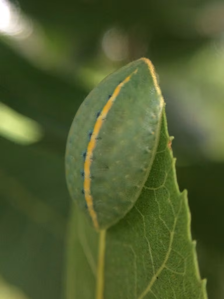 Yellow-collared Slug Moth, Chenille