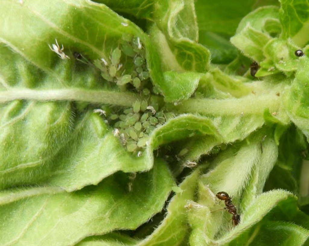 Evening Primrose Aphid, photo 1 sur 4