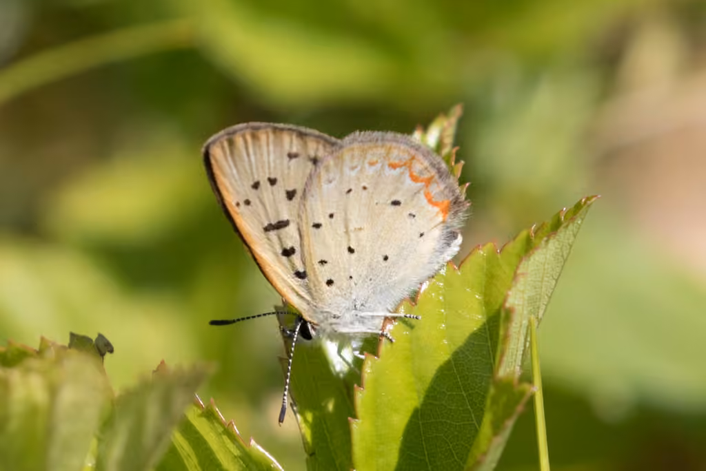 Cuivré des tourbières