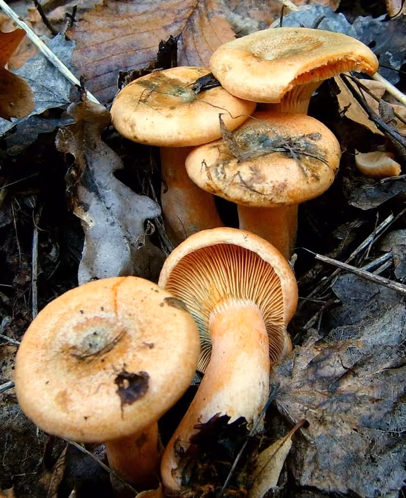 Lactaire de l'épicéa, photo 3 sur 5