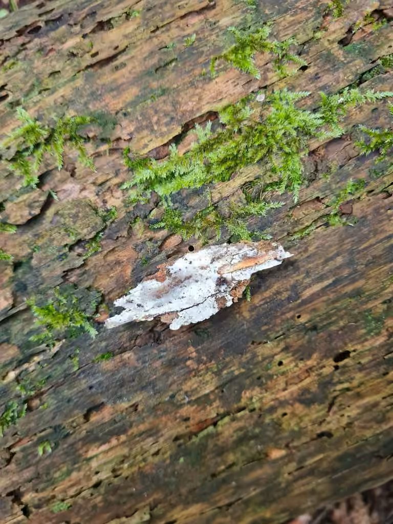 Botryobasidium subcoronatum, photo 3 sur 5