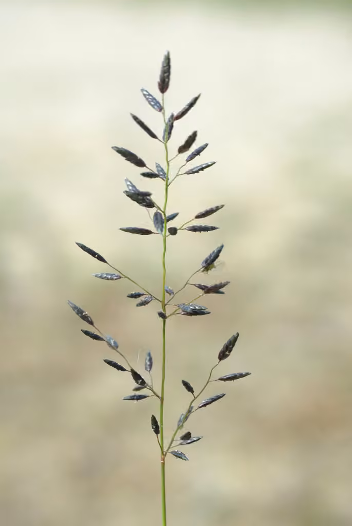Little lovegrass