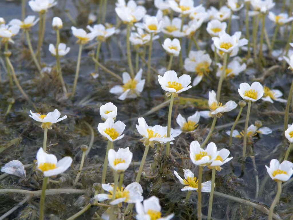 Renoncule subrigide, En fleurs