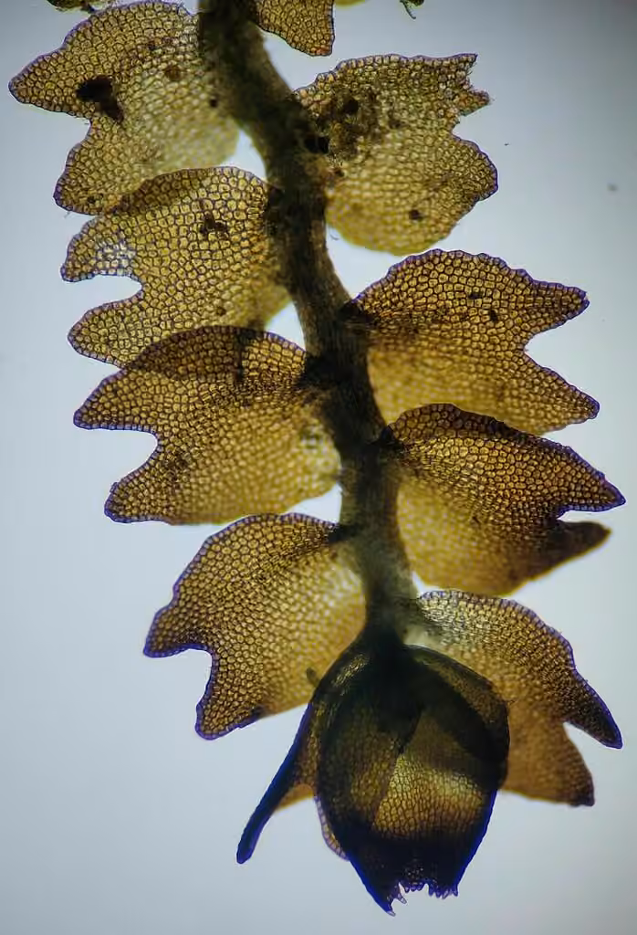 Speckled Rustwort, photo 3 of 5