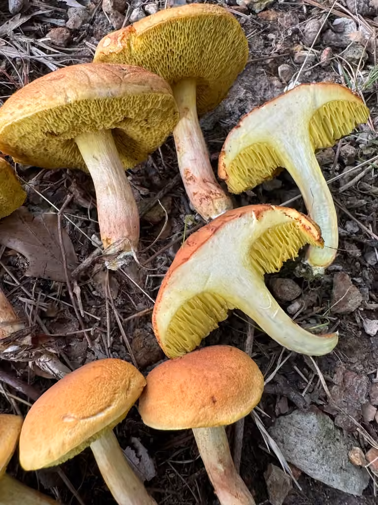 Xerocomus illudens, photo 3 of 5