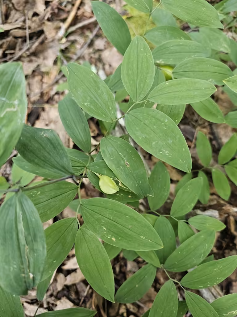 Uvulaire à feuilles sessiles, En fruits
