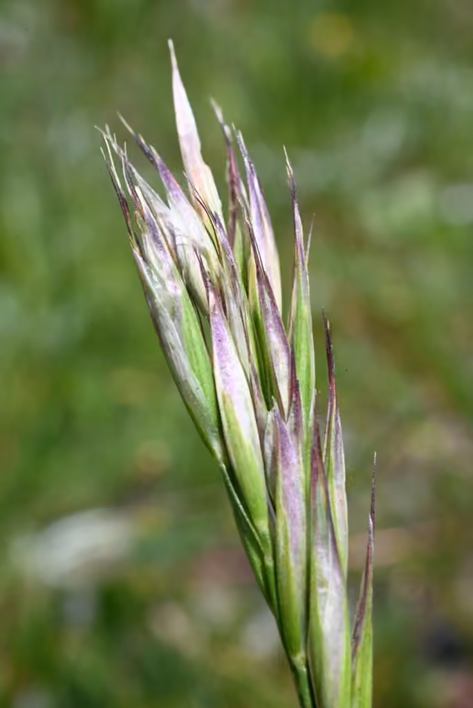 Intermediate oatgrass, In flower