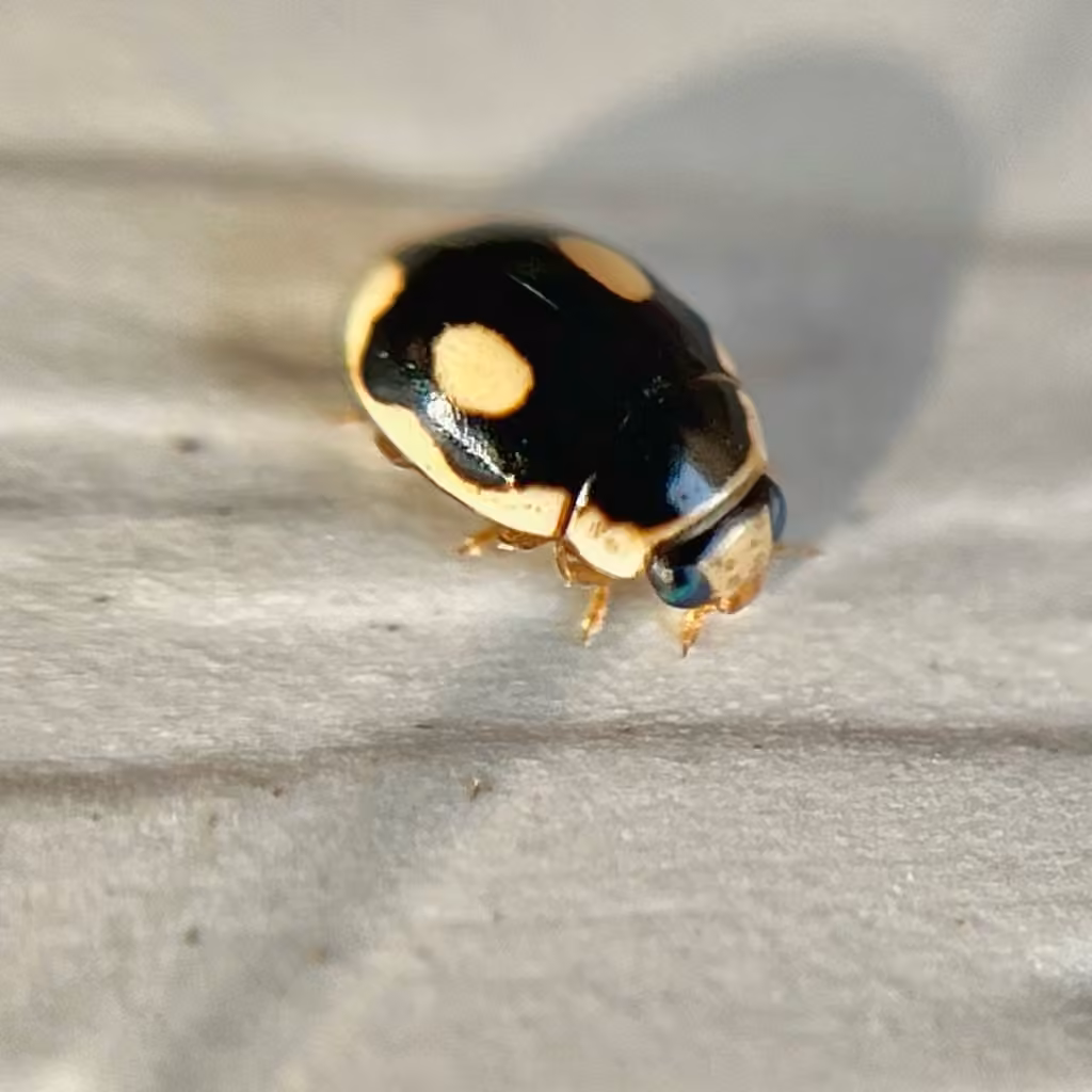 Coccinelle ondulée, Mâle