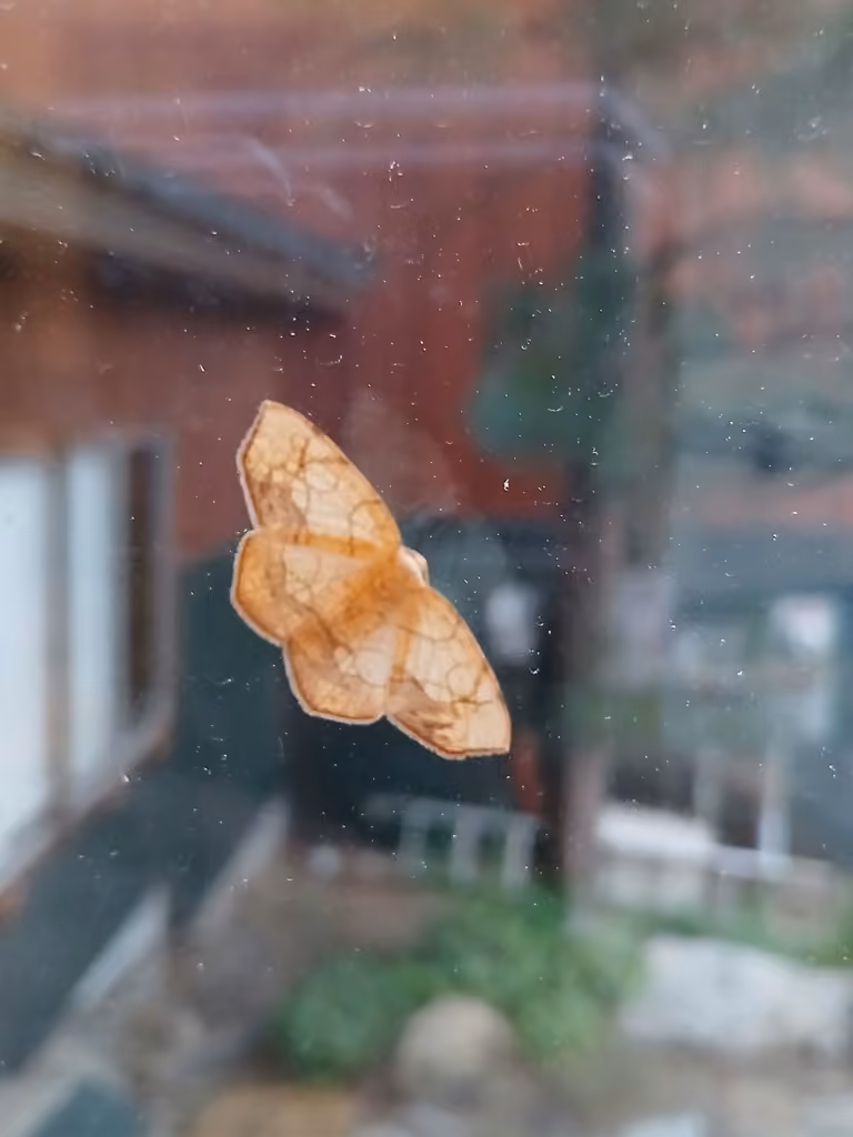 Horned Spanworm Moth, Male