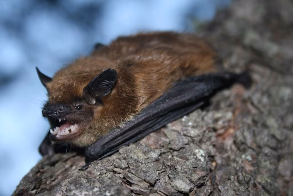 Grande chauve-souris brune, photo 2 sur 5