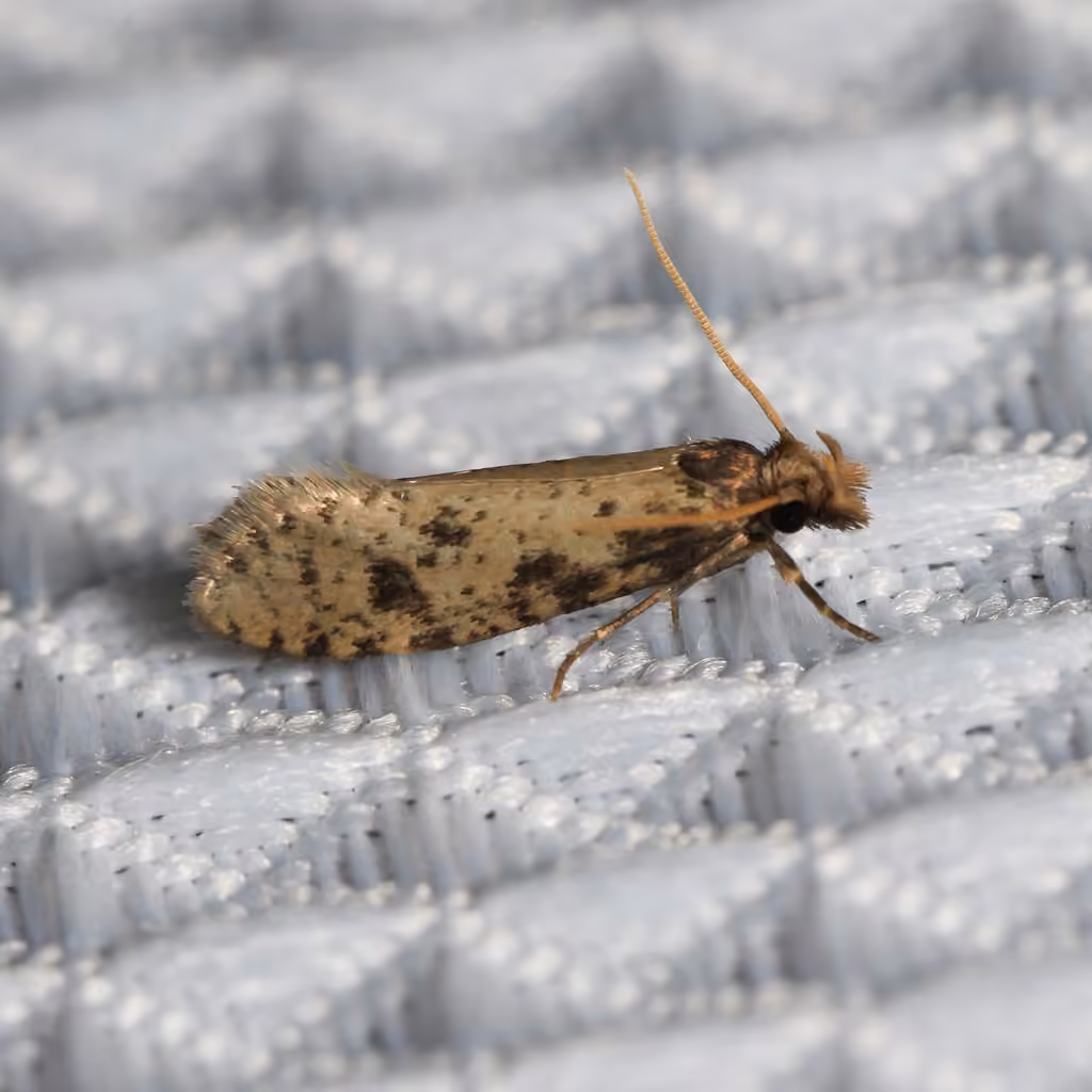 Brown-blotched Amydria Moth, Adult