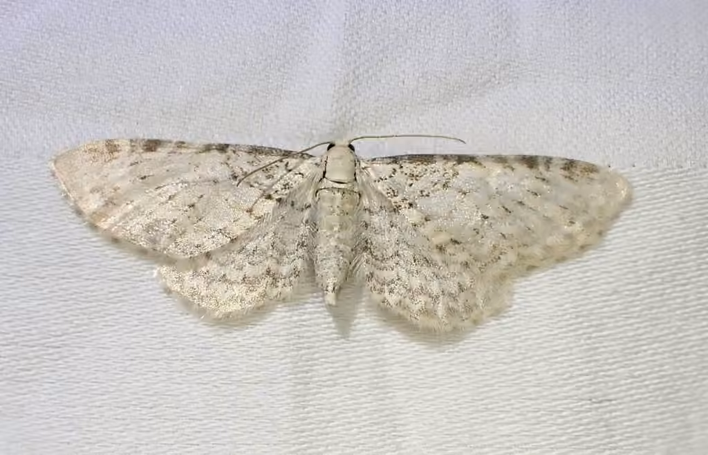 Eupithécie crayeuse, photo 3 sur 5
