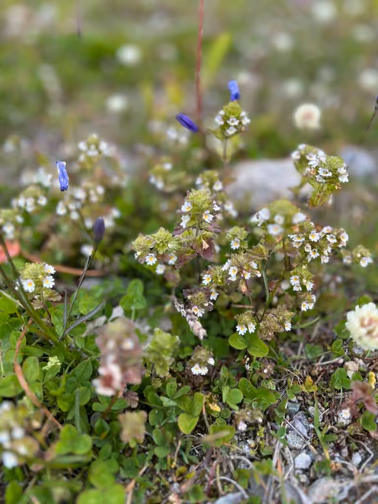 An Eyebright, In flower