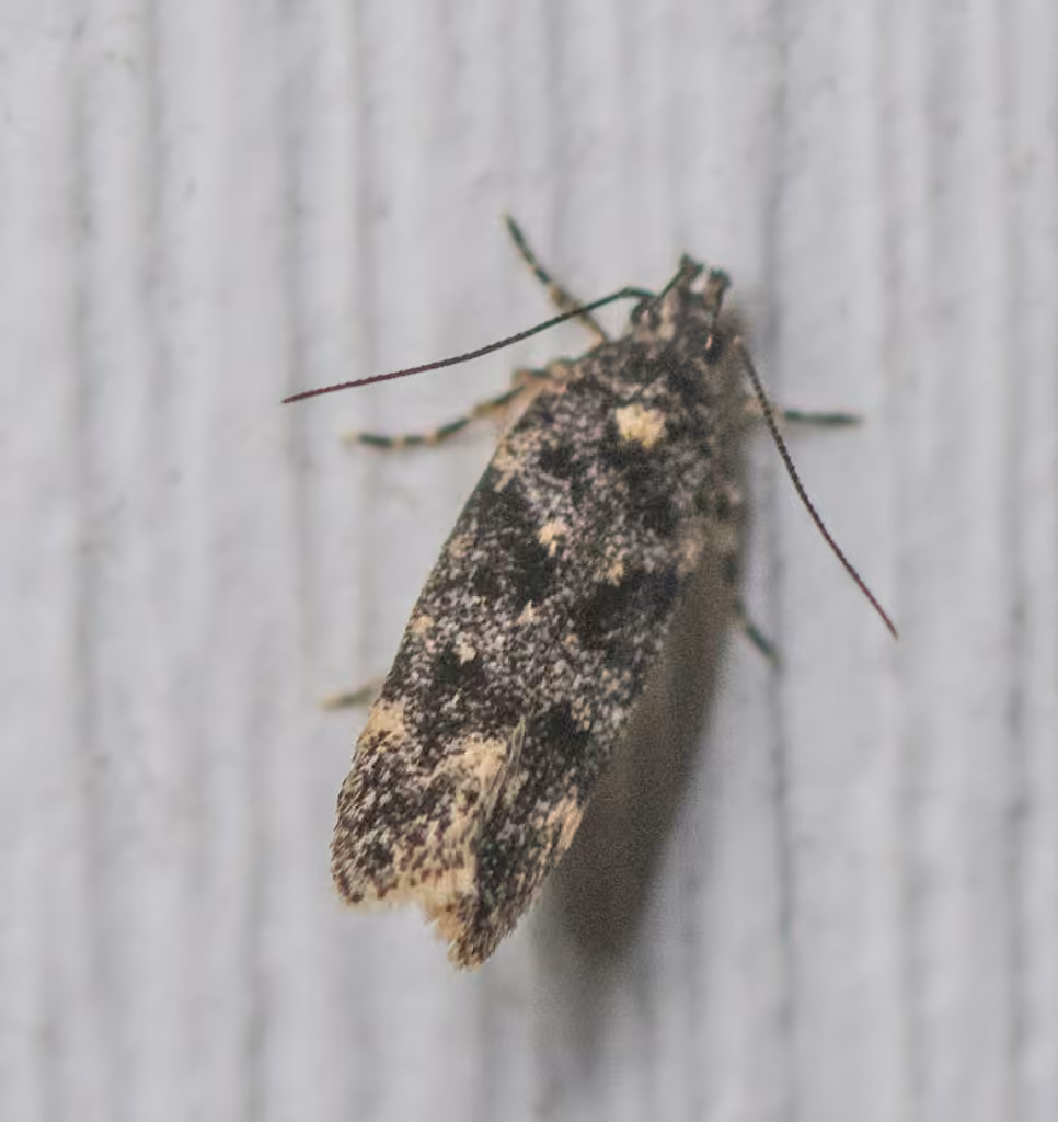 White-spotted Chionodes Moth, Adult