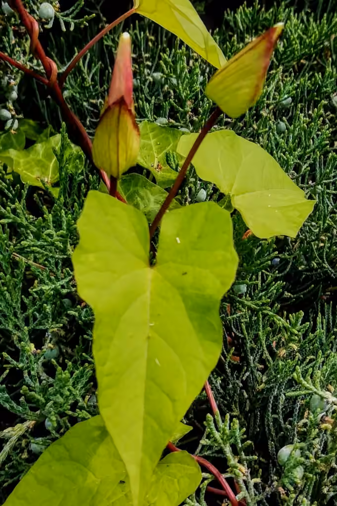 Shortstalk false bindweed, In flower