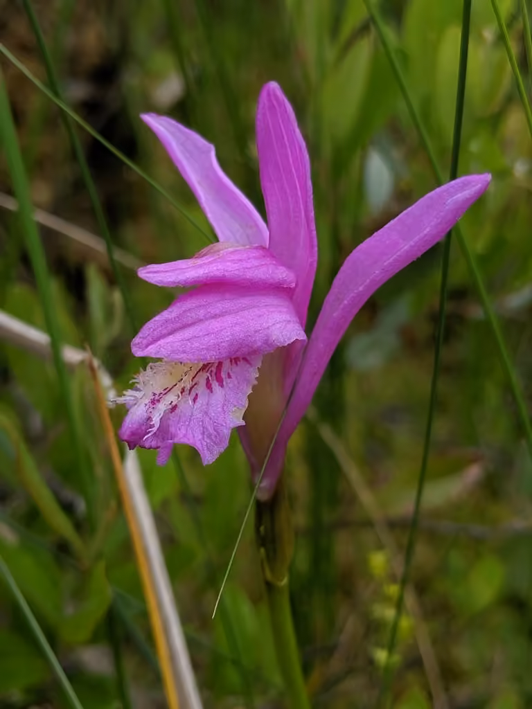 Swamp-pink, photo 1 of 5