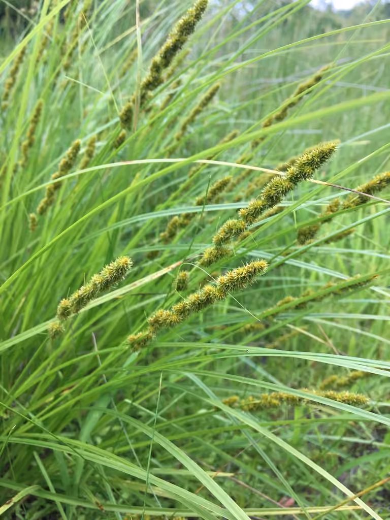 Fox sedge, photo 1 of 5
