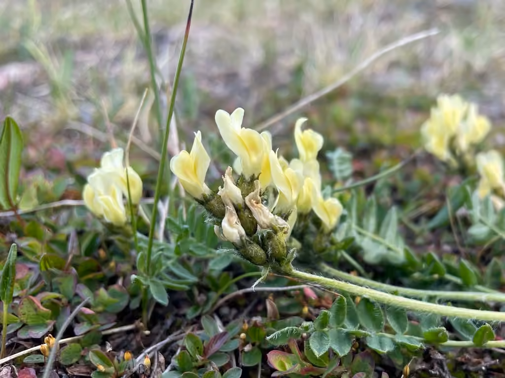 Maydell's oxytrope, In flower