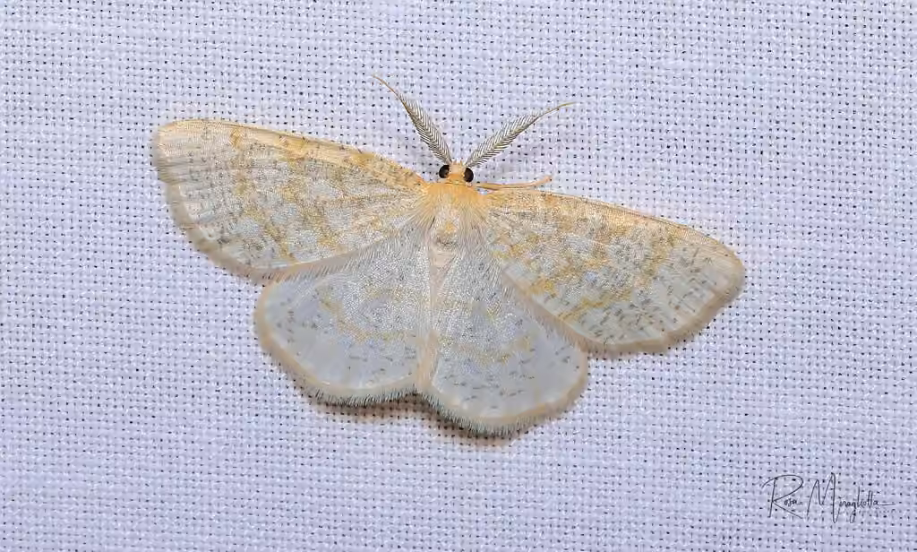Yellow-dusted Cream Moth, Mâle