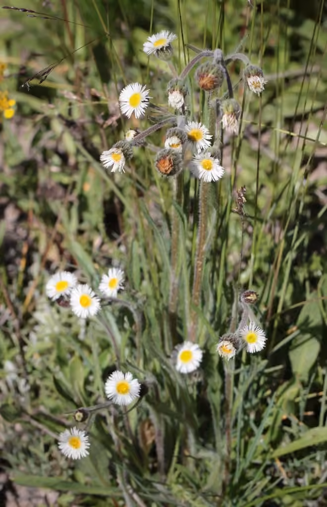 Low-meadow fleabane, In flower