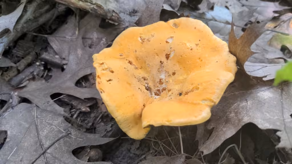 Chanterelle commune, photo 3 sur 5
