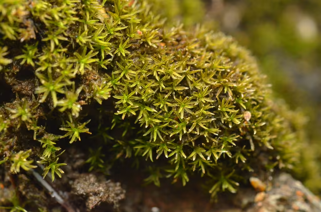 Verdigris Tufa-moss, photo 1 of 5