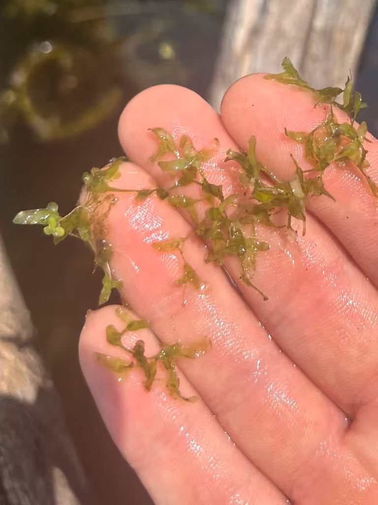 Star duckweed, No flowers or fruits