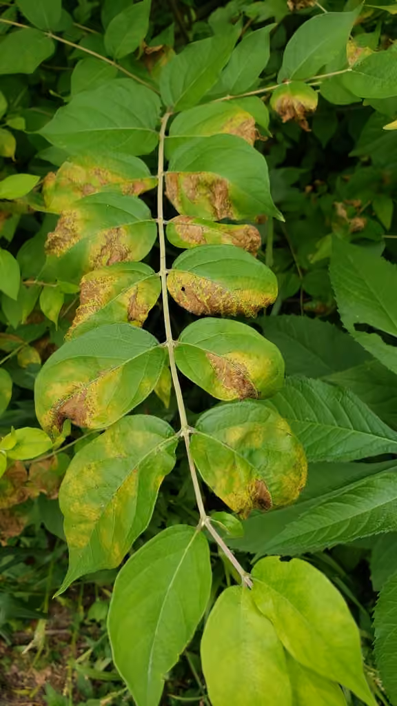Honeysuckle Leaf Blight