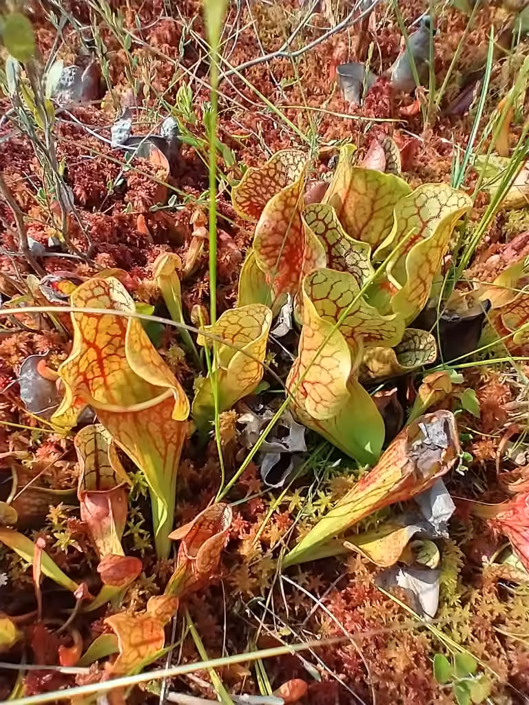 Sarracénie pourpre, En fruits