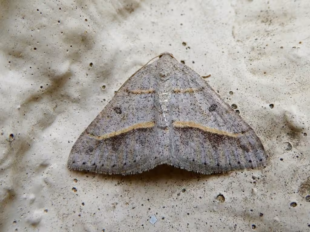 Dark-bordered Granite, photo 2 sur 5