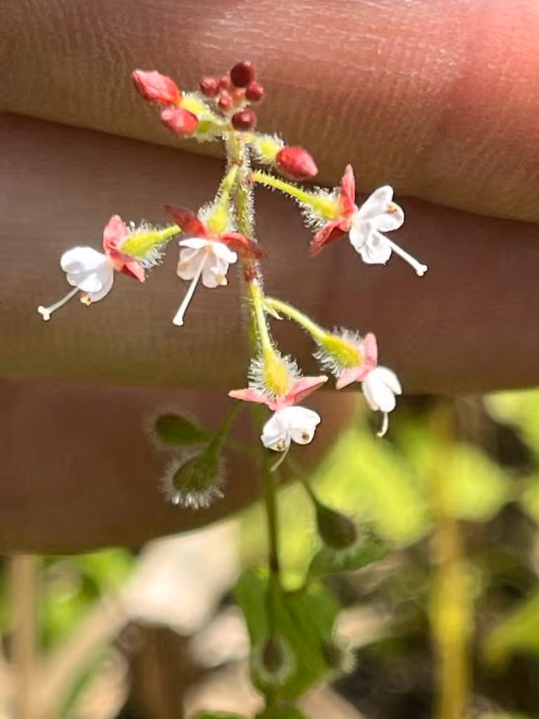 Broadleaf enchanter's nightshade, In flower